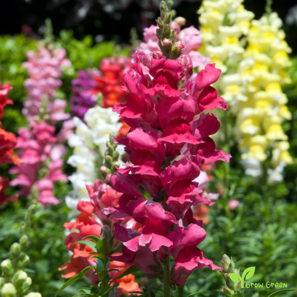 20 seeds of Snapdragon - ANTIRRHINUM MAJUS + Gift 5 seeds Sunflower