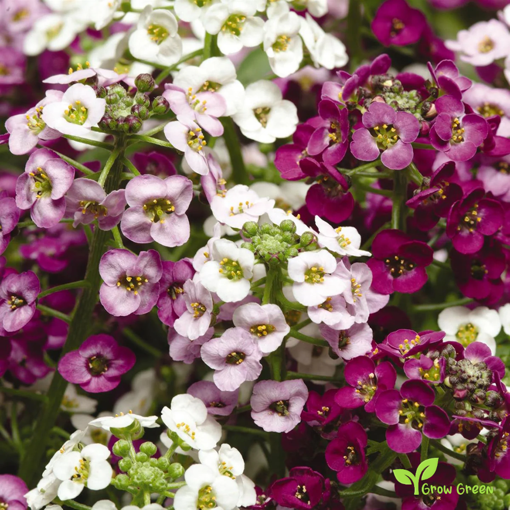 30 seeds of Mix Alyssum - ALYSSUM + Gift 5 seeds Sunflower