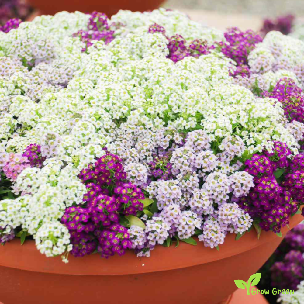 30 seeds of Mix Alyssum - ALYSSUM + Gift 5 seeds Sunflower