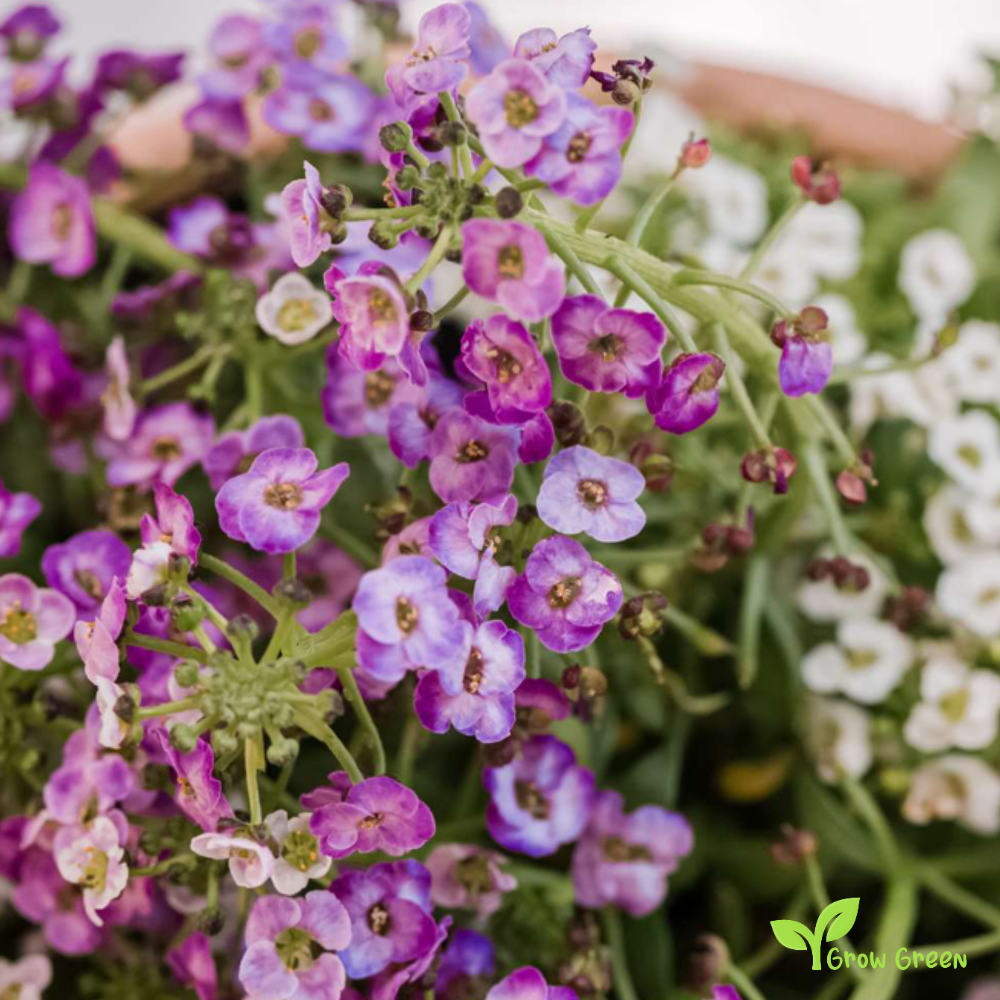30 seeds of Mix Alyssum - ALYSSUM + Gift 5 seeds Sunflower