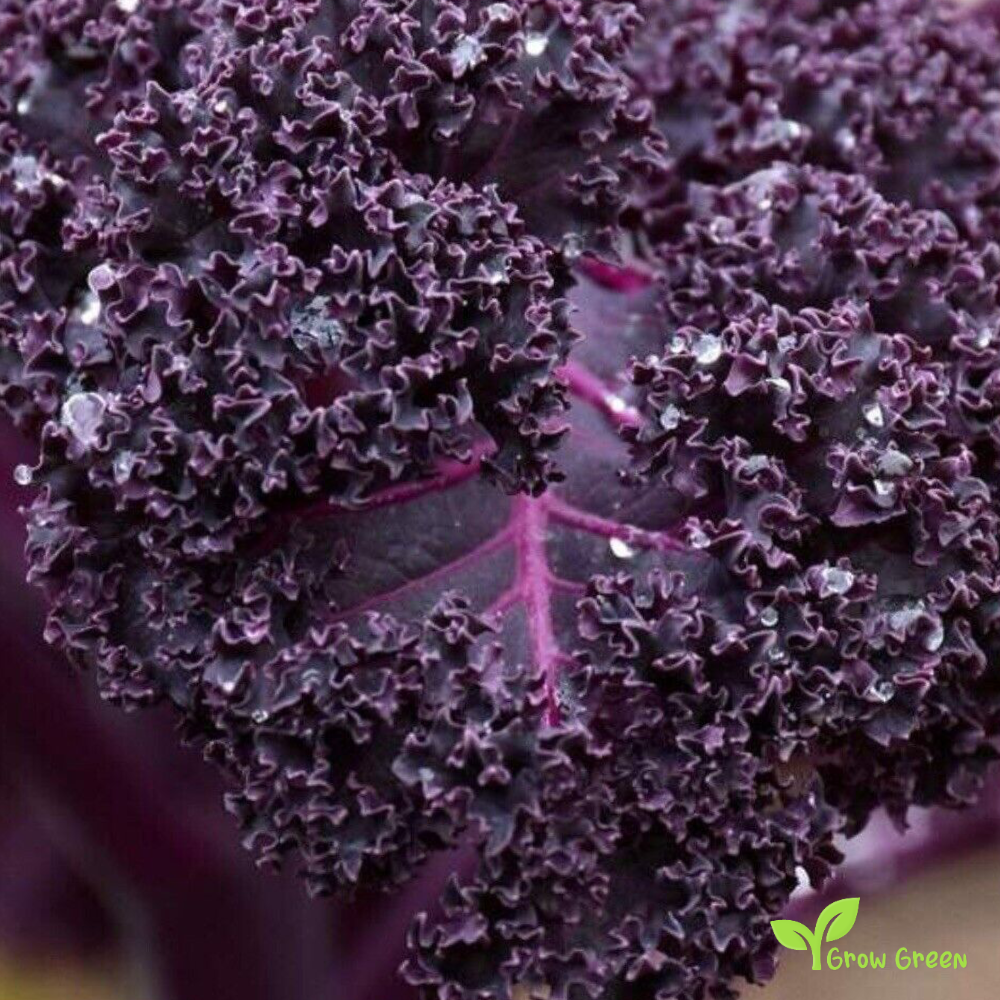30 seeds of Scarlet Borecole - BRASSICA OLERACEA - Kale Cabbage + Gift 5 seeds Sunflower