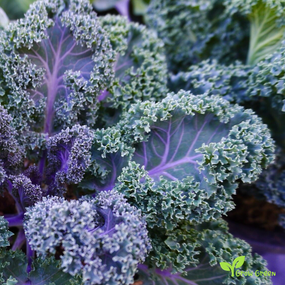 30 seeds of Scarlet Borecole - BRASSICA OLERACEA - Kale Cabbage + Gift 5 seeds Sunflower