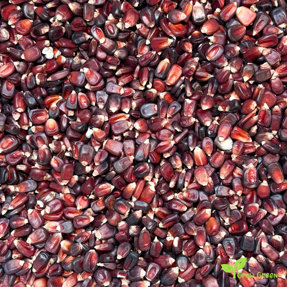 10 seeds of Red Maize - ZEA MAYS - Red Corn + Gift 5 seeds Sunflower