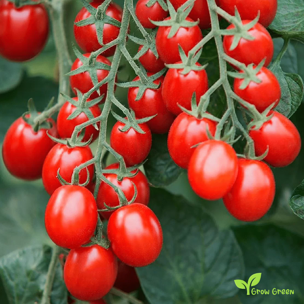 10 seeds Red Cherry Plum Tomato - SOLANUM LYCOPERSICUM + Gift 5 seeds Sunflower
