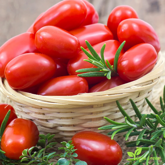 10 seeds Red Cherry Plum Tomato - SOLANUM LYCOPERSICUM + Gift 5 seeds Sunflower