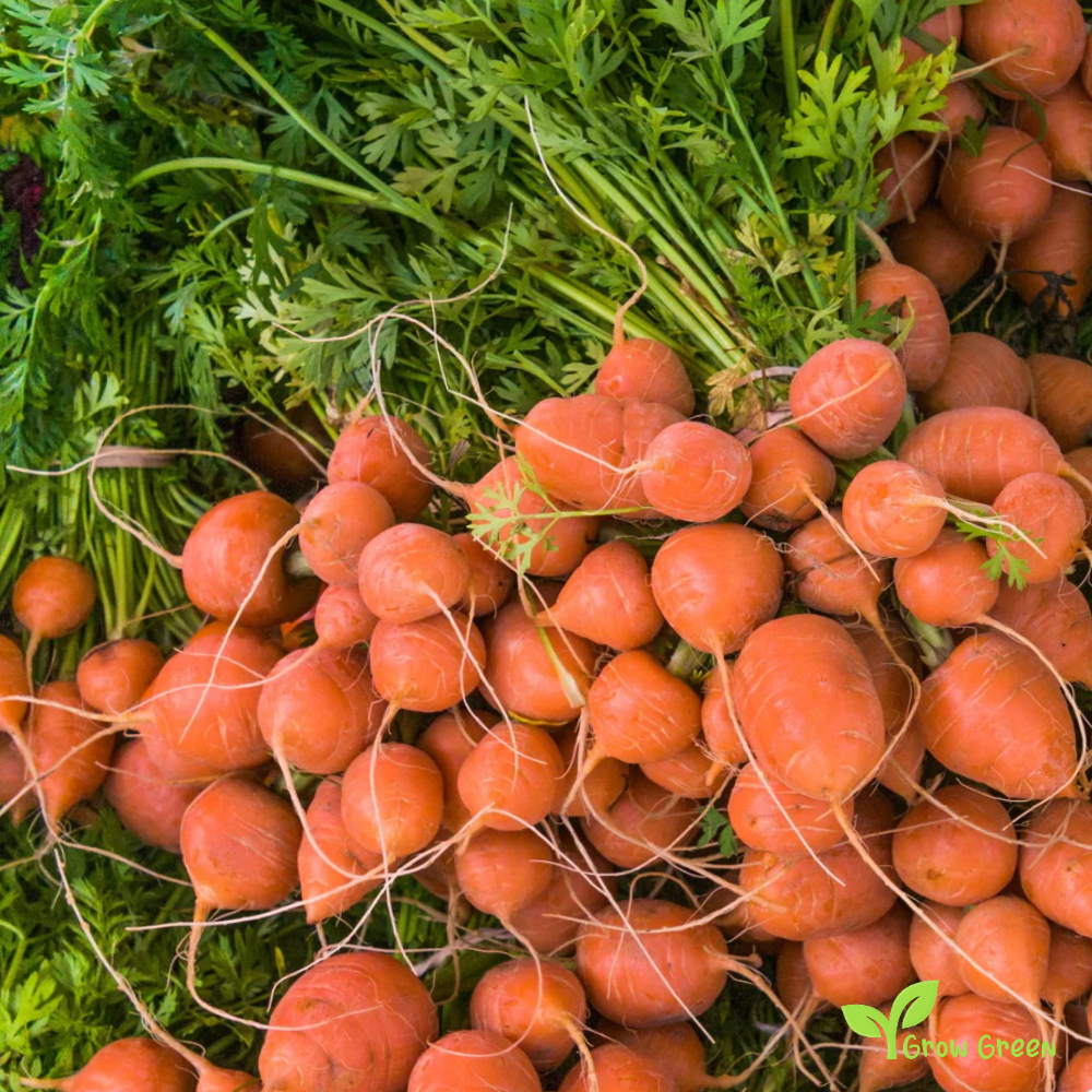 30 seeds of Carrot Paris Market - DAUCUS CAROTA + Gift 5 seeds Sunflower