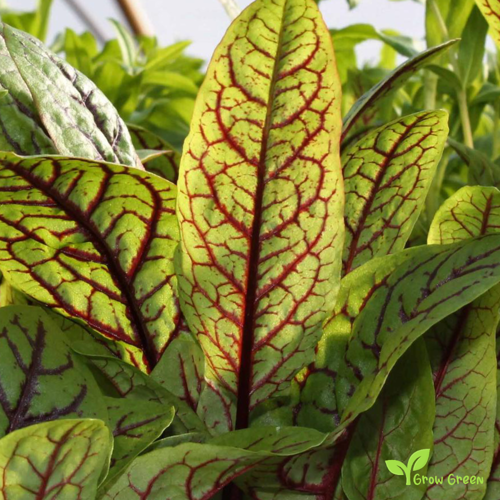 30 seeds of Red Veined Sorrel  - RUMEX ACETOSA + Gift 5 seeds Sunflower