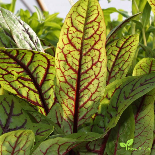 30 seeds of Red Veined Sorrel  - RUMEX ACETOSA + Gift 5 seeds Sunflower