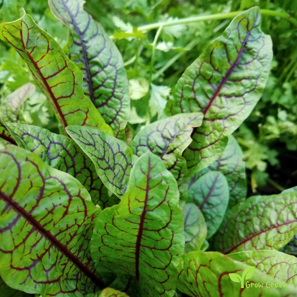 30 seeds of Red Veined Sorrel  - RUMEX ACETOSA + Gift 5 seeds Sunflower