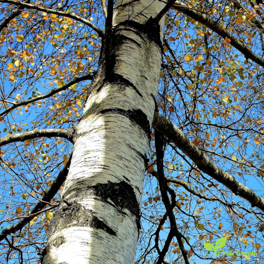 20 seeds of Silver Birch - BETULA PENDULA + Gift 5 seeds Sunflower