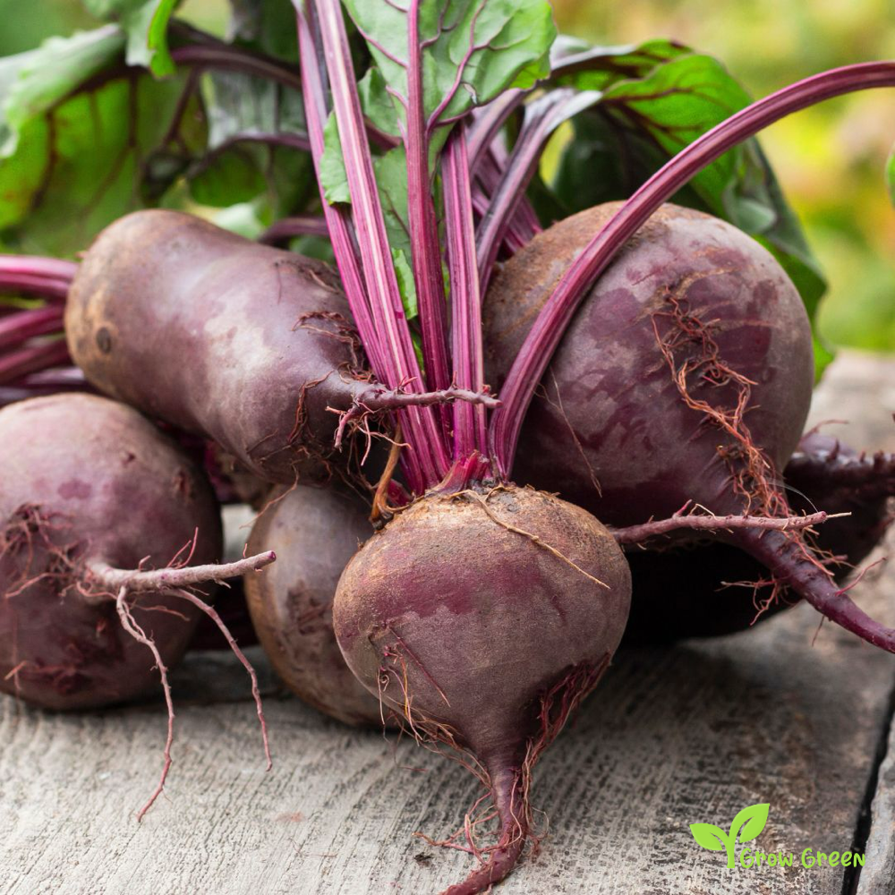 50 seeds of Beetroot Boltardy - BETA VULGARIS + Gift 5 seeds Sunflower