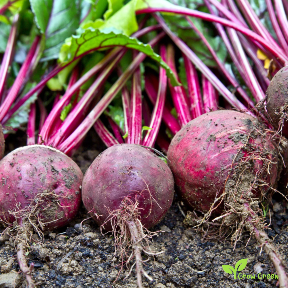 50 seeds of Beetroot Boltardy - BETA VULGARIS + Gift 5 seeds Sunflower