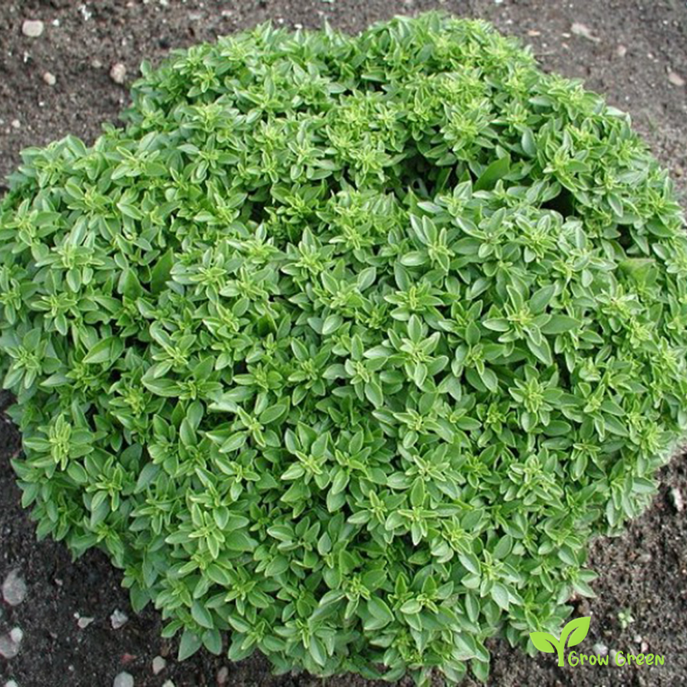 30 seeds Greek Basil - OCIMUM BASILICUM MINIMUM + Gift 5 seeds Sunflower