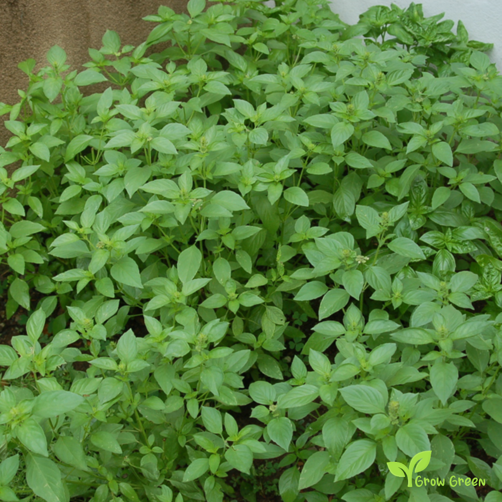 30 seeds Lemon Basil - OCIMUM AFRICANUM - Hoary Thai + Gift 5 seeds Sunflower