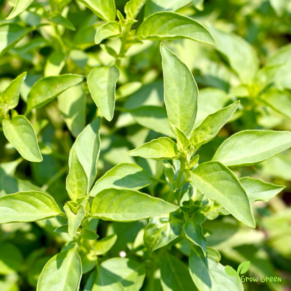 30 seeds Lemon Basil - OCIMUM AFRICANUM - Hoary Thai + Gift 5 seeds Sunflower