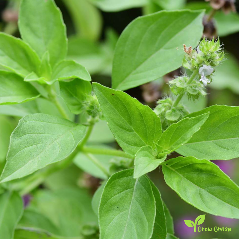 30 seeds Lemon Basil - OCIMUM AFRICANUM - Hoary Thai + Gift 5 seeds Sunflower