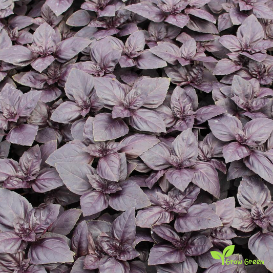30 seeds Red Rubin Basil - OCIMUM BASILICUM PURPURASCENS + Gift 5 seeds Sunflower