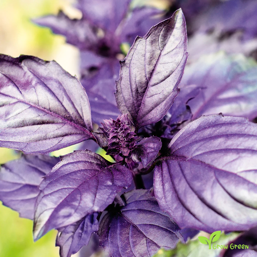 30 seeds Red Rubin Basil - OCIMUM BASILICUM PURPURASCENS + Gift 5 seeds Sunflower