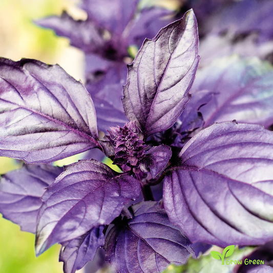 30 seeds Red Rubin Basil - OCIMUM BASILICUM PURPURASCENS + Gift 5 seeds Sunflower