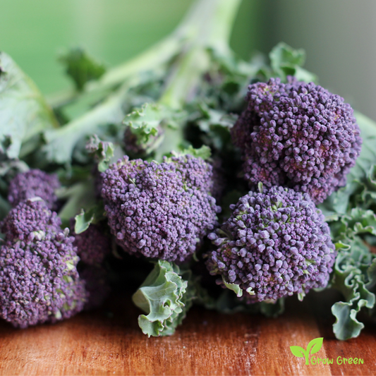 30 seeds of Purple Broccoli - BRASSICA OLERACEA var. ITALICA  + Gift 5 seeds Sunflower