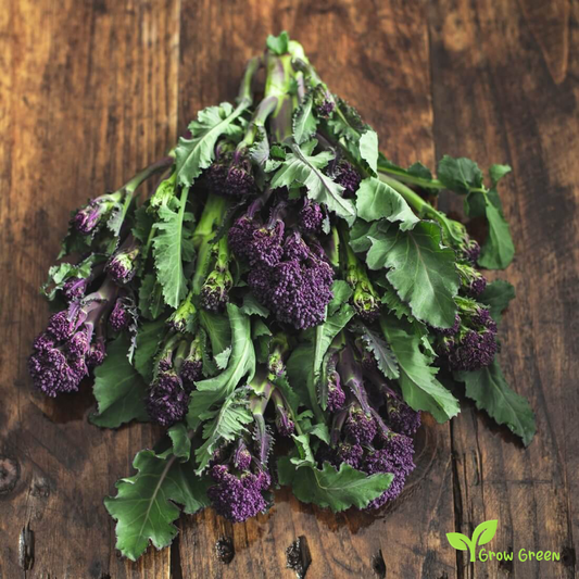 30 seeds of Purple Broccoli - BRASSICA OLERACEA var. ITALICA  + Gift 5 seeds Sunflower