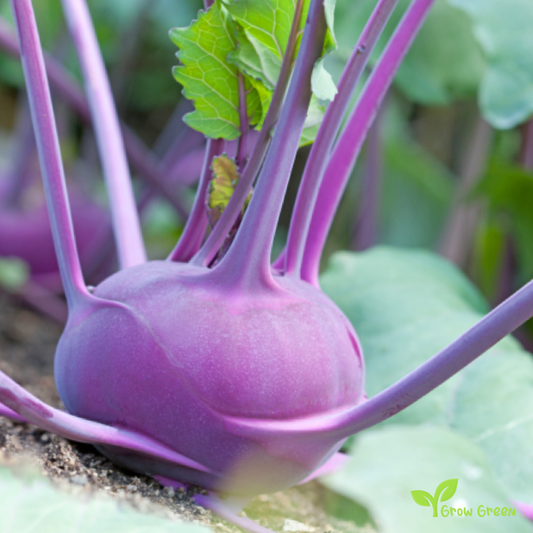 30 seeds Purple Kohlrabi - BRASSICA OLERACEA Cabbage Turnip + Gift 5 seeds Sunflower
