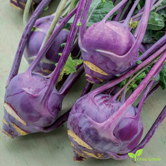 30 seeds Purple Kohlrabi - BRASSICA OLERACEA Cabbage Turnip + Gift 5 seeds Sunflower