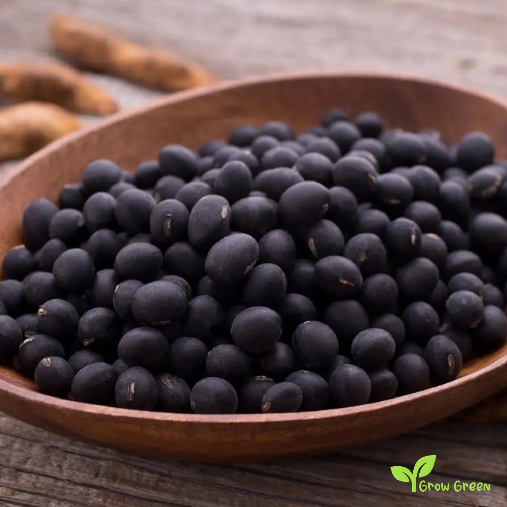 50 seeds of Black Soybean - GLYCINE MAX - Black Soya Bean + Gift 5 seeds Sunflower