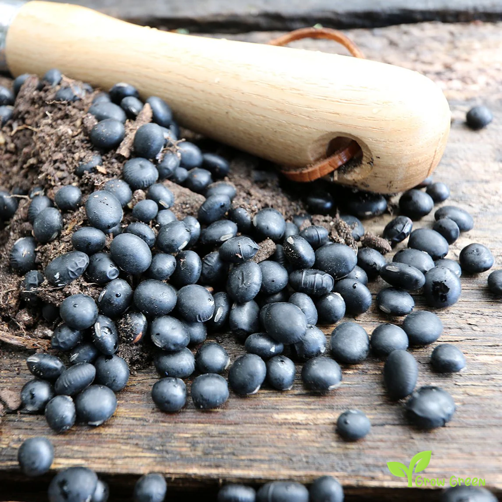 50 seeds of Black Soybean - GLYCINE MAX - Black Soya Bean + Gift 5 seeds Sunflower