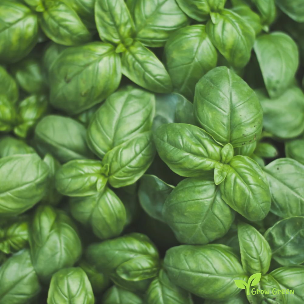 50 seeds of Basil Genovese - OCIMUM BASILICUM + Gift 5 seeds Sunflower