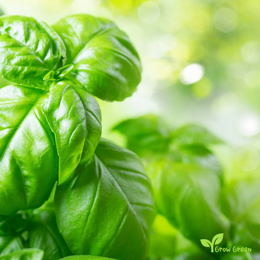 50 seeds of Basil Genovese - OCIMUM BASILICUM + Gift 5 seeds Sunflower