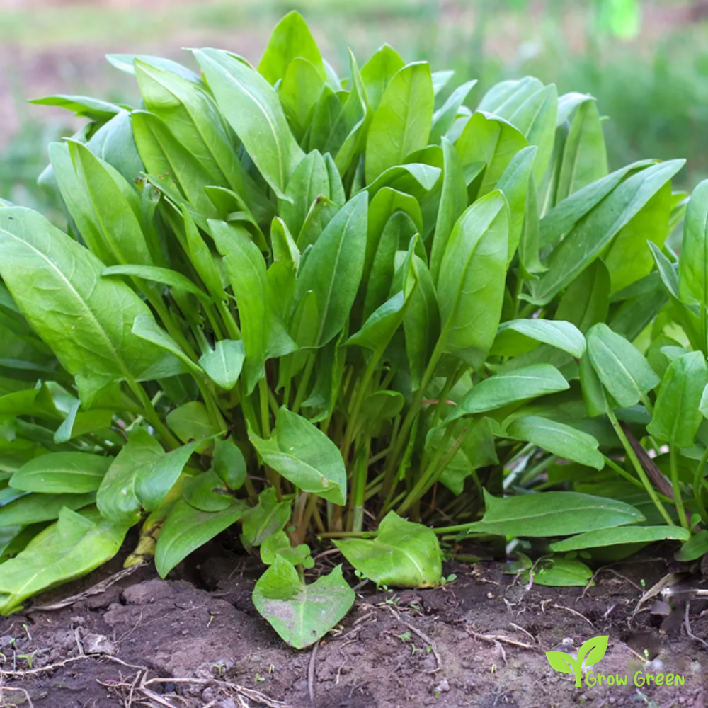 30 seeds of Sorrel - RUMEX ACETOSA + Gift 5 seeds Sunflower