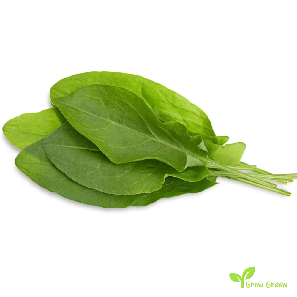 30 seeds of Sorrel - RUMEX ACETOSA + Gift 5 seeds Sunflower