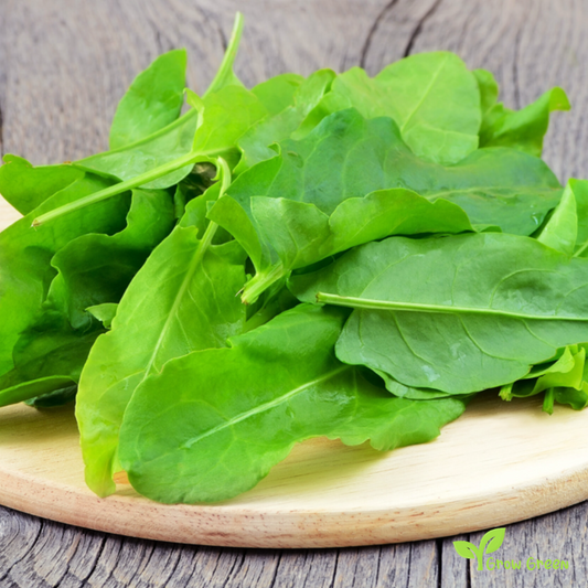 30 seeds of Sorrel - RUMEX ACETOSA + Gift 5 seeds Sunflower