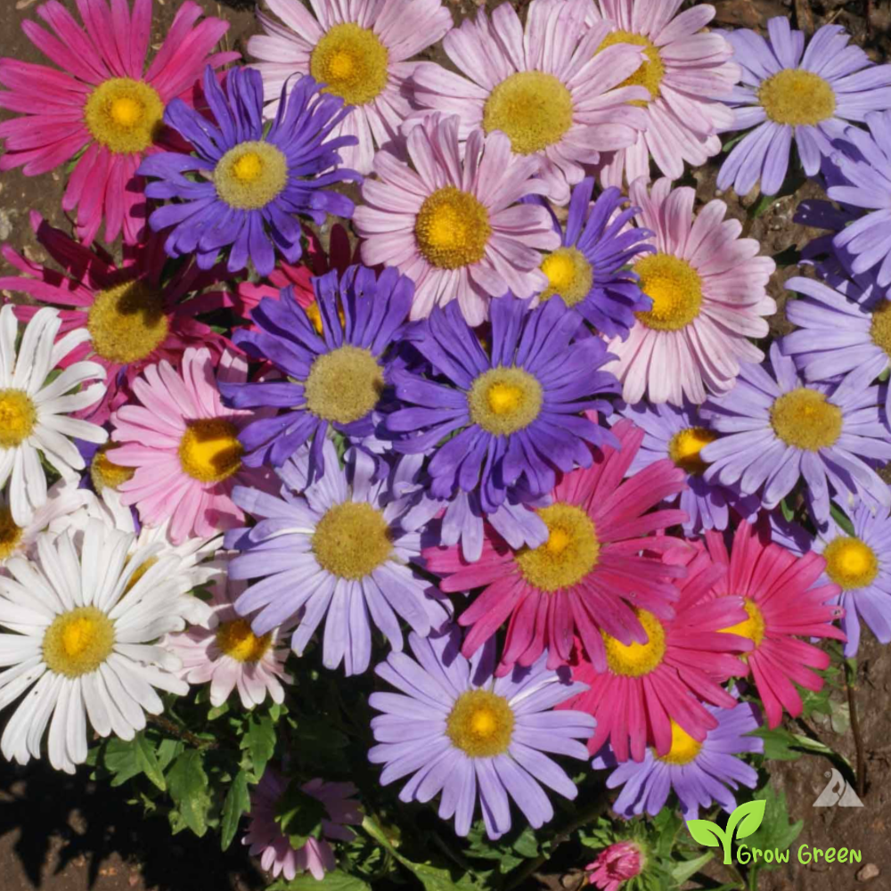 20 seeds of Mix Callistephus - CALLISTEPHUS CHINENSIS  + Gift 5 seeds Sunflower