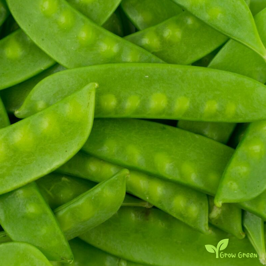 20 seeds Snow Pea - PISUM SATIVUM var. SACCHARATUM + Gift 5 seeds Sunflower