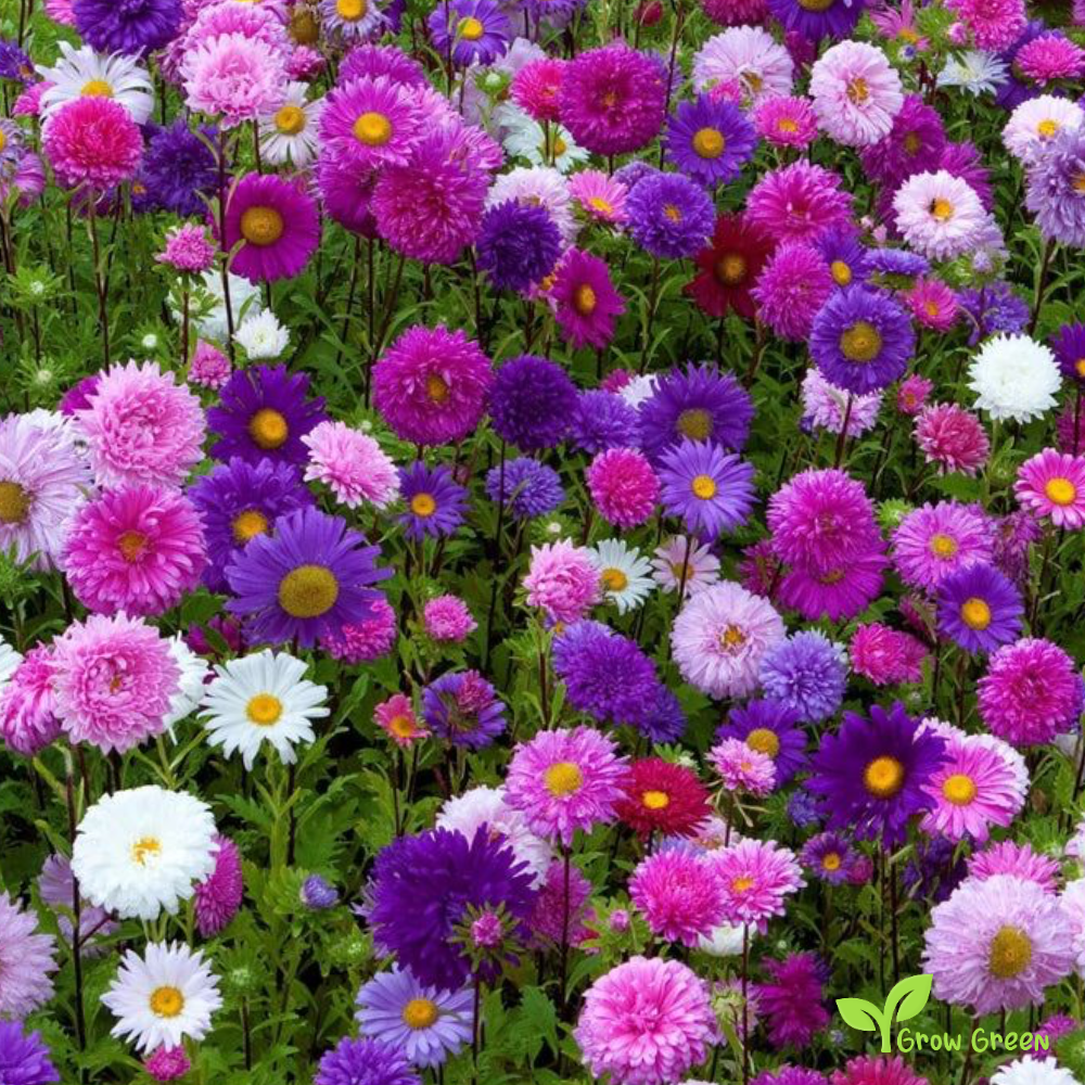 20 seeds of Mix Callistephus - CALLISTEPHUS CHINENSIS  + Gift 5 seeds Sunflower