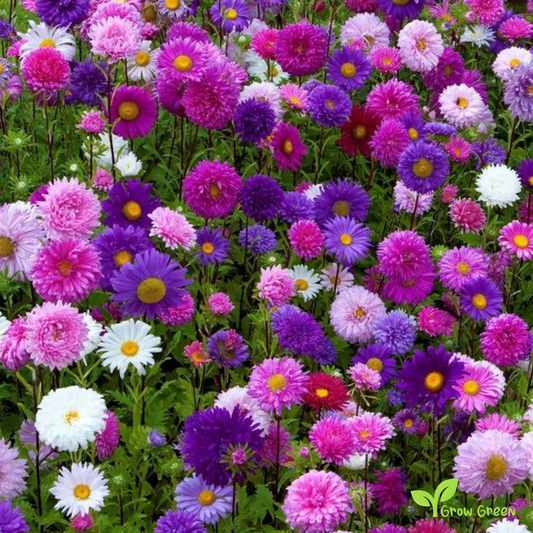 20 seeds of Mix Callistephus - CALLISTEPHUS CHINENSIS  + Gift 5 seeds Sunflower