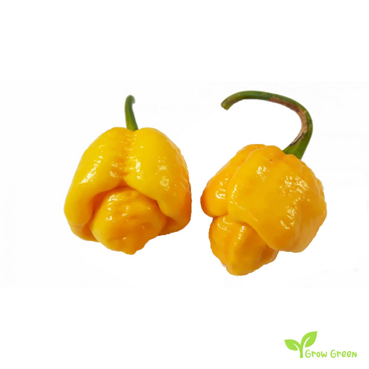 5 seeds Yellow Trinidad Moruga Scorpion - CAPSICUM CHINENSE - Chilli  + Gift 5 seeds Sunflower
