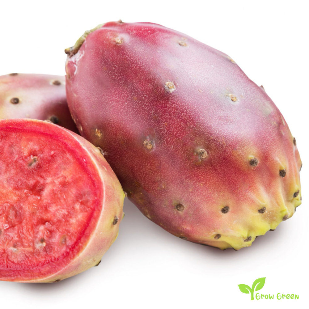 20 seeds of Prickly Pear - OPUNTIA FICUS INDICA - Indian Fig + Gift 5 seeds Sunflower