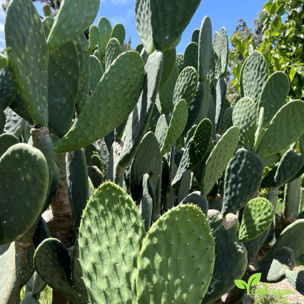 20 seeds of Prickly Pear - OPUNTIA FICUS INDICA - Indian Fig + Gift 5 seeds Sunflower