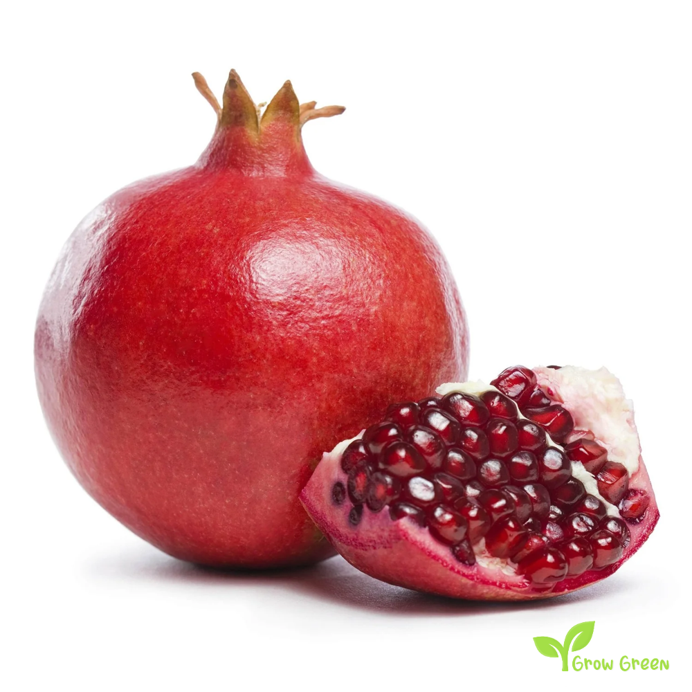 30 seeds of Pomegranate - PUNICA GRANATUM + Gift 5 seeds Sunflower
