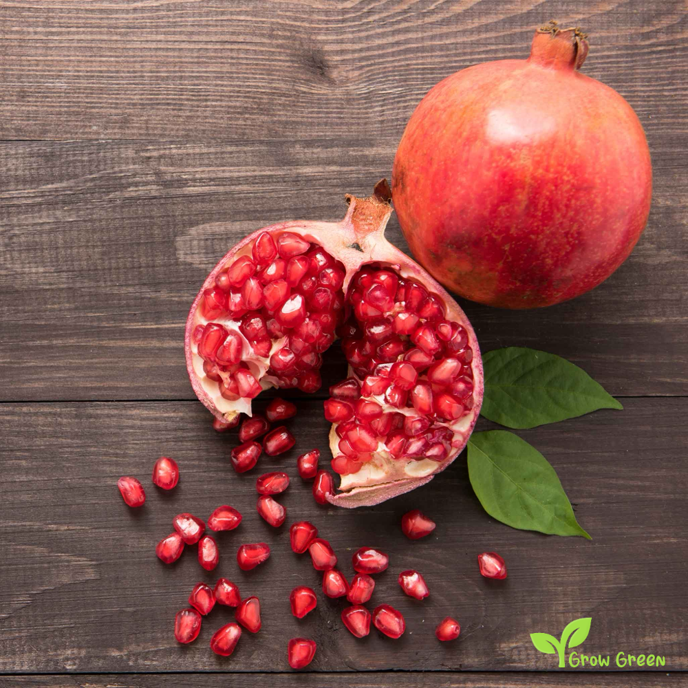 30 seeds of Pomegranate - PUNICA GRANATUM + Gift 5 seeds Sunflower
