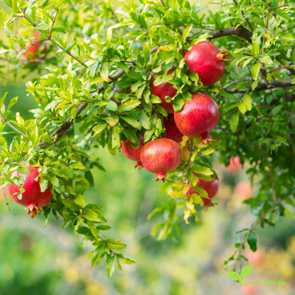 30 seeds of Pomegranate - PUNICA GRANATUM + Gift 5 seeds Sunflower