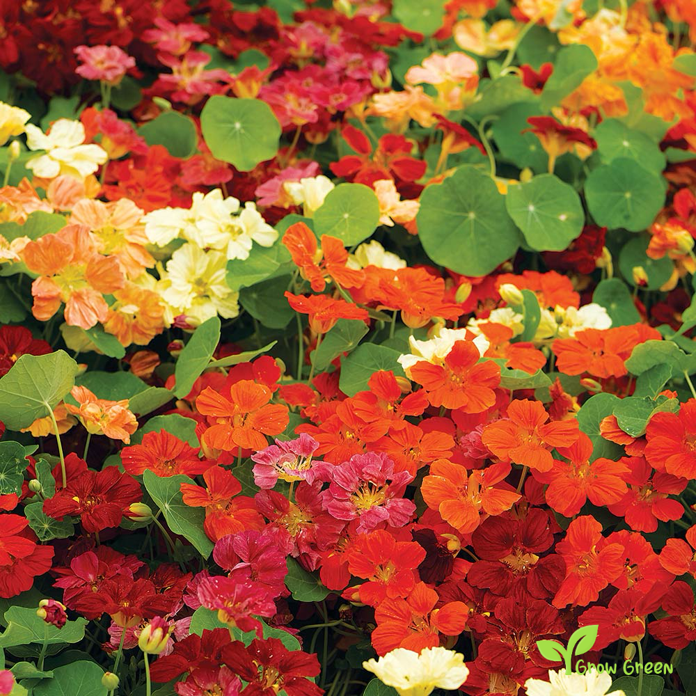 5 seeds of Nasturtium Mix - TROPAEOLUM MAJUS - Indian Cress + Gift 5 seeds Sunflower