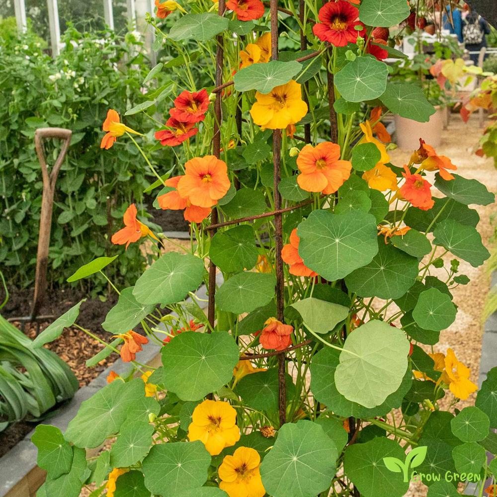 5 seeds of Nasturtium Mix - TROPAEOLUM MAJUS - Indian Cress + Gift 5 seeds Sunflower
