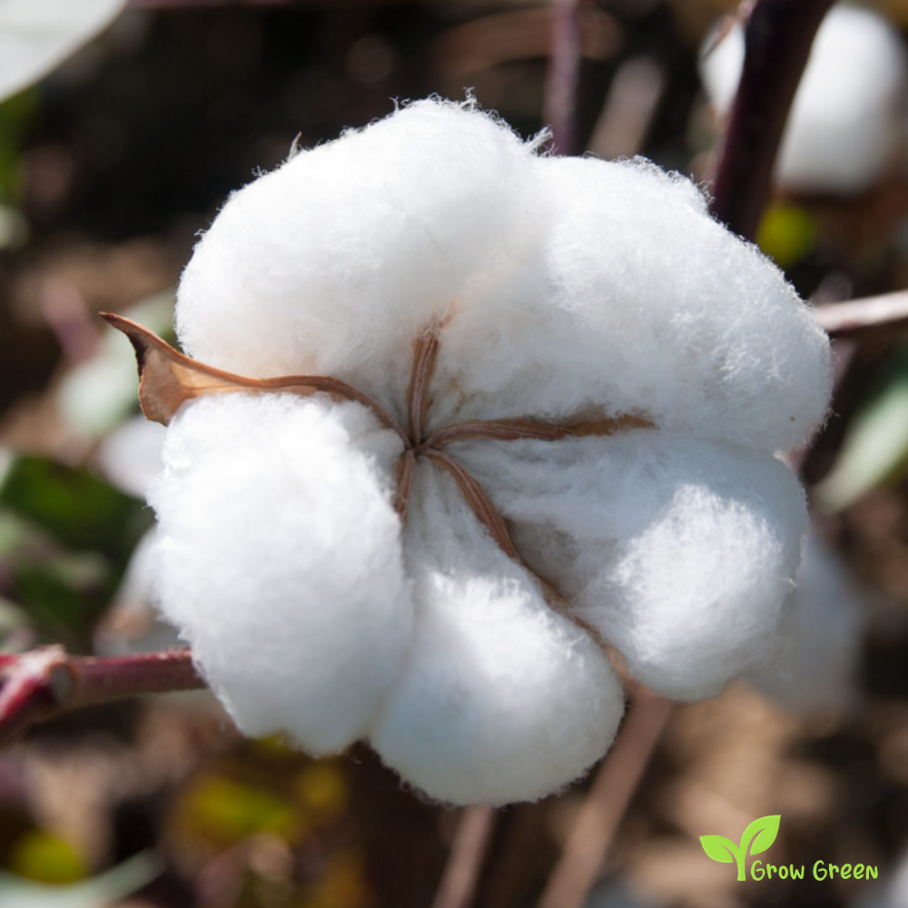 5 seeds of Cotton - GOSSYPIUM + Gift 5 seeds Sunflower