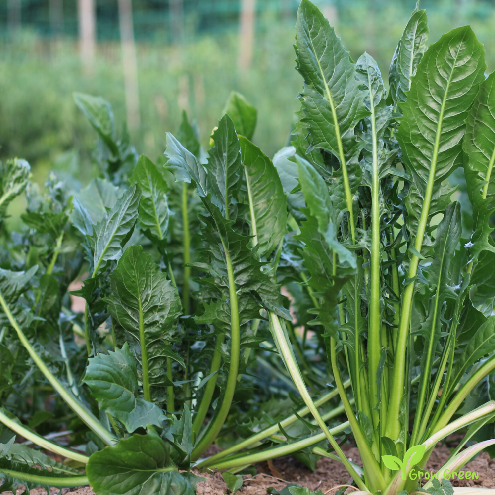 30 seeds of Chicory Catalogna - CICHORIUM INTYBUS - PUNTARELLE + Gift 5 seeds Sunflower