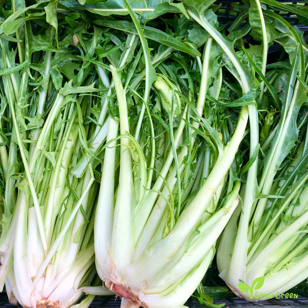 30 seeds of Chicory Catalogna - CICHORIUM INTYBUS - PUNTARELLE + Gift 5 seeds Sunflower