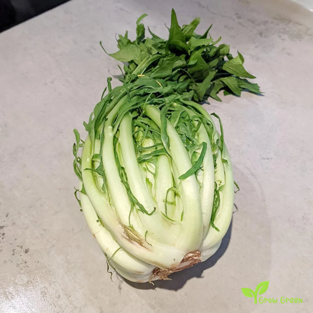 30 seeds of Chicory Catalogna - CICHORIUM INTYBUS - PUNTARELLE + Gift 5 seeds Sunflower